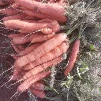 کشت محصول|خدمات باغبانی و درختکاری|میاندوآب, |دیوار