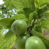 فروش-باغ-455-متری-کردزار