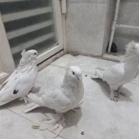 کبوتر کفتر پاپر سفید نژاد راعبی|پرنده|قم, چهار امامزاده|دیوار