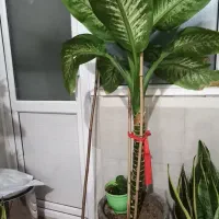 دیفن باخیا  قد بلند وسرحال