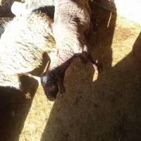 بره نر