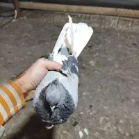 1عددماده|پرنده|پاکدشت, خاتون آباد|دیوار