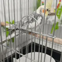 عروس هلندی|پرنده|کامیاران, |دیوار