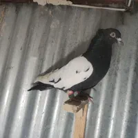 کفتر|حیوانات|مشهد, نیزه|دیوار