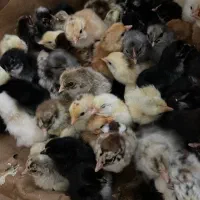 جوجه محلی|حیوانات مزرعه|بابل, |دیوار