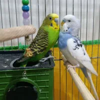 یه جفت مرغ عشق مولد بالغ درحال تخمگذاری