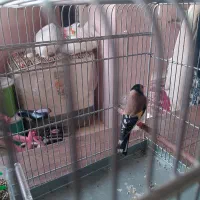 سهره|پرنده|ملارد, |دیوار