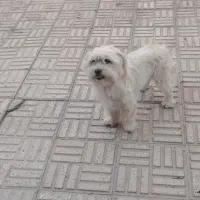 سگ نژادشیتزو|سگ|مبارکه, |دیوار