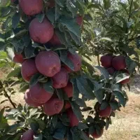 نهالستان زرینه نهال صنوبر و بادام دیر گل|خدمات باغبانی و درختکاری|لردگان, |دیوار