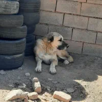 سگ افغان|سگ|بیرجند, |دیوار