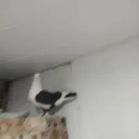 کبوتر مفت|پرنده|یاسوج, |دیوار