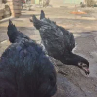 جوجه لاری اصل|حیوانات مزرعه|شال, |دیوار