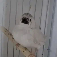 گلدین ،فنچ زبرا