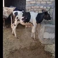 باسلام خدمت دوستان عزیز یک رس گوساله ماده|حیوانات مزرعه|قم, نوقطار|دیوار