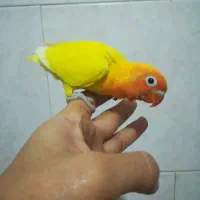 طوطی برزیلی سرلاکی دونخور