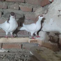 شیخی باش