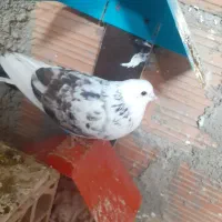 شازده پرشی|پرنده|گرگان, |دیوار