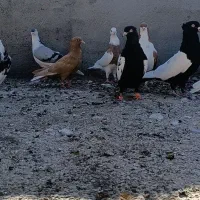 20 تا کفتر رنگه بوم پرشی