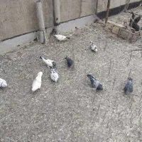 کبوتر|پرنده|سلطانیه, |دیوار