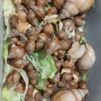 حلزون پرورشی