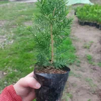 کامیس نوکدار  تویا آمریکایی