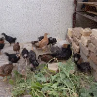 جوجه برهما ومشهدی