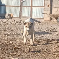 توله سگ|سگ|قائن, |دیوار