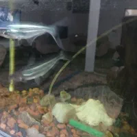 ماهی گوشتخوار