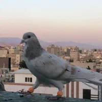 حدود ۶۰ عدد پرنده جوان نگین زدخوردی ضمانتی|پرنده|تربتحیدریه, مظفریه|دیوار