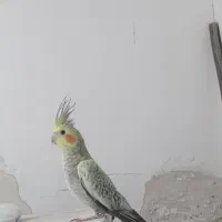 عروس هلندی دستی