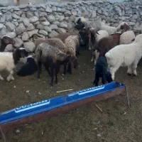 میش داشتی|حیوانات مزرعه|اندیمشک, |دیوار