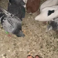 کفتر شهرستانی رنگی|پرنده|فردیس, خیام شرقی|دیوار