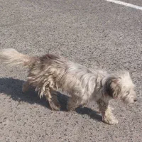 سگ پاکوتاه تریل|سگ|تهران, شادآباد|دیوار