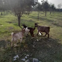 ۷ گوسفند آبستن. ۲ تا بز با بزغاله۲۵ کیلوی