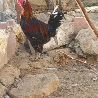 یک جفت مرغ و خروس گلین