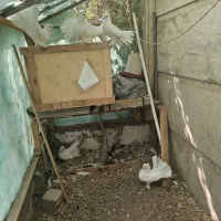 کبوتر چطری