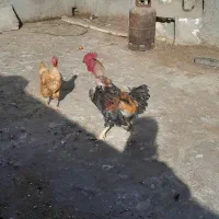 خروس|حیوانات مزرعه|مشهد, ثامن|دیوار