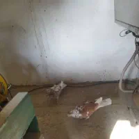 کبوتر غریبگیری|پرنده|کرج, کوی امامیه|دیوار