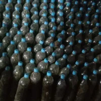 خیار شور درجه یک