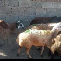 گوسفند