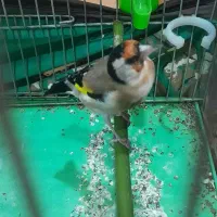 سهره|پرنده|محلات, |دیوار