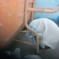 یک فرقون به رنگ زرد