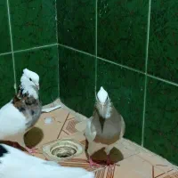 چند جفت طوقی|پرنده|لامرد, |دیوار