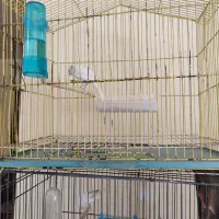 قناری ماده طلایی و سفید|پرنده|خورموج, |دیوار