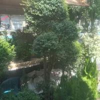 درختچه موز پاکستانی ۵ساله شکوفه دارودرخچه تزیینی|گل و گیاه طبیعی|تهران, شهرک غرب|دیوار