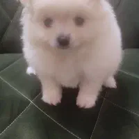 پامر ماده 15 تومن