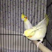 عروس هلندی