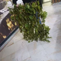 گرین وال آکاردونی|گل مصنوعی|تهران, علم و صنعت|دیوار