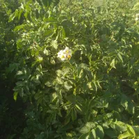 سیب زمینی بذری جیلی۴۰۲قیمت۳۲۰۰۰