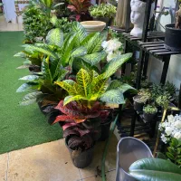 انواع گل آپارتمانی 250